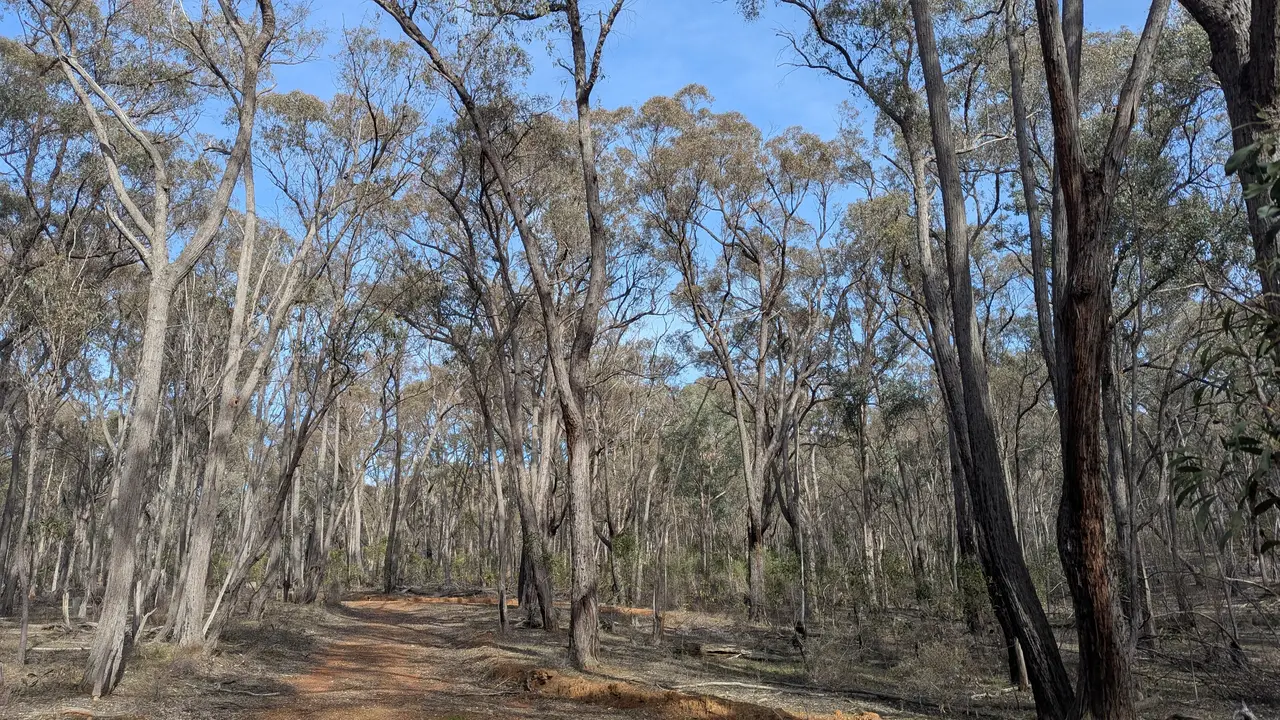 Open eucalyptus forest in Benambra National Park