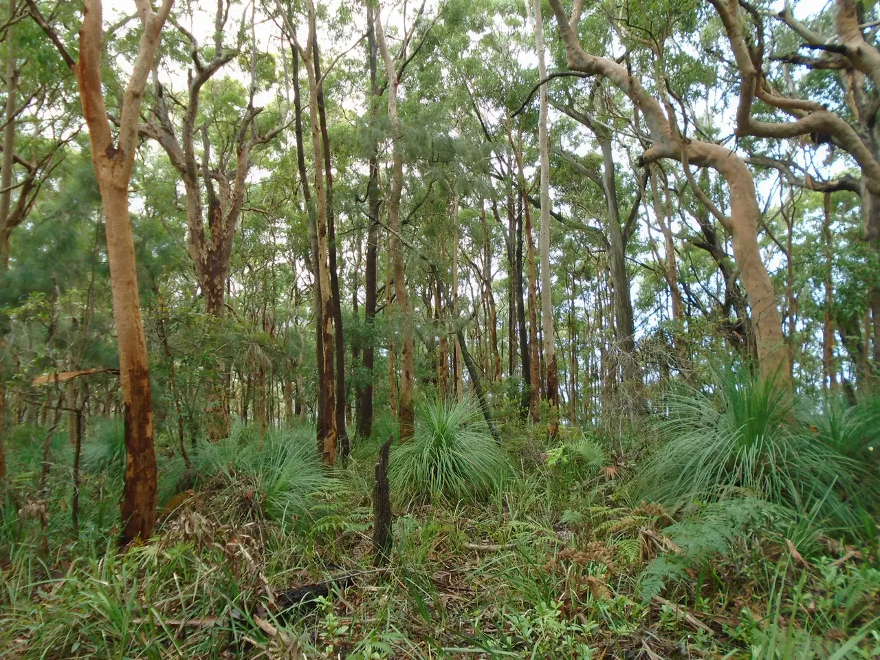 Royal National Park close to Otford Lookout